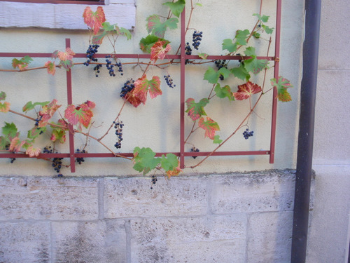 Actual Grapes growing in a well groomed trellis.